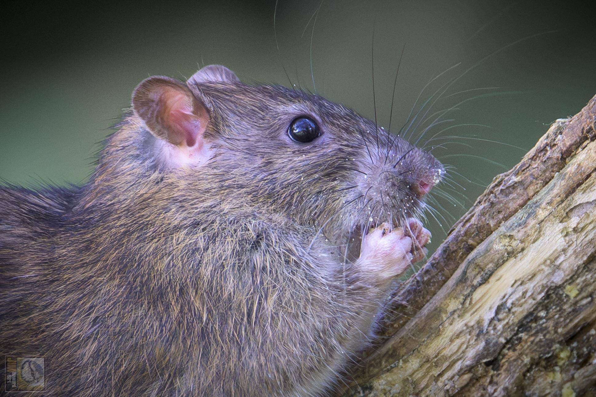 a rat eating something whilst stood on a tree trunk