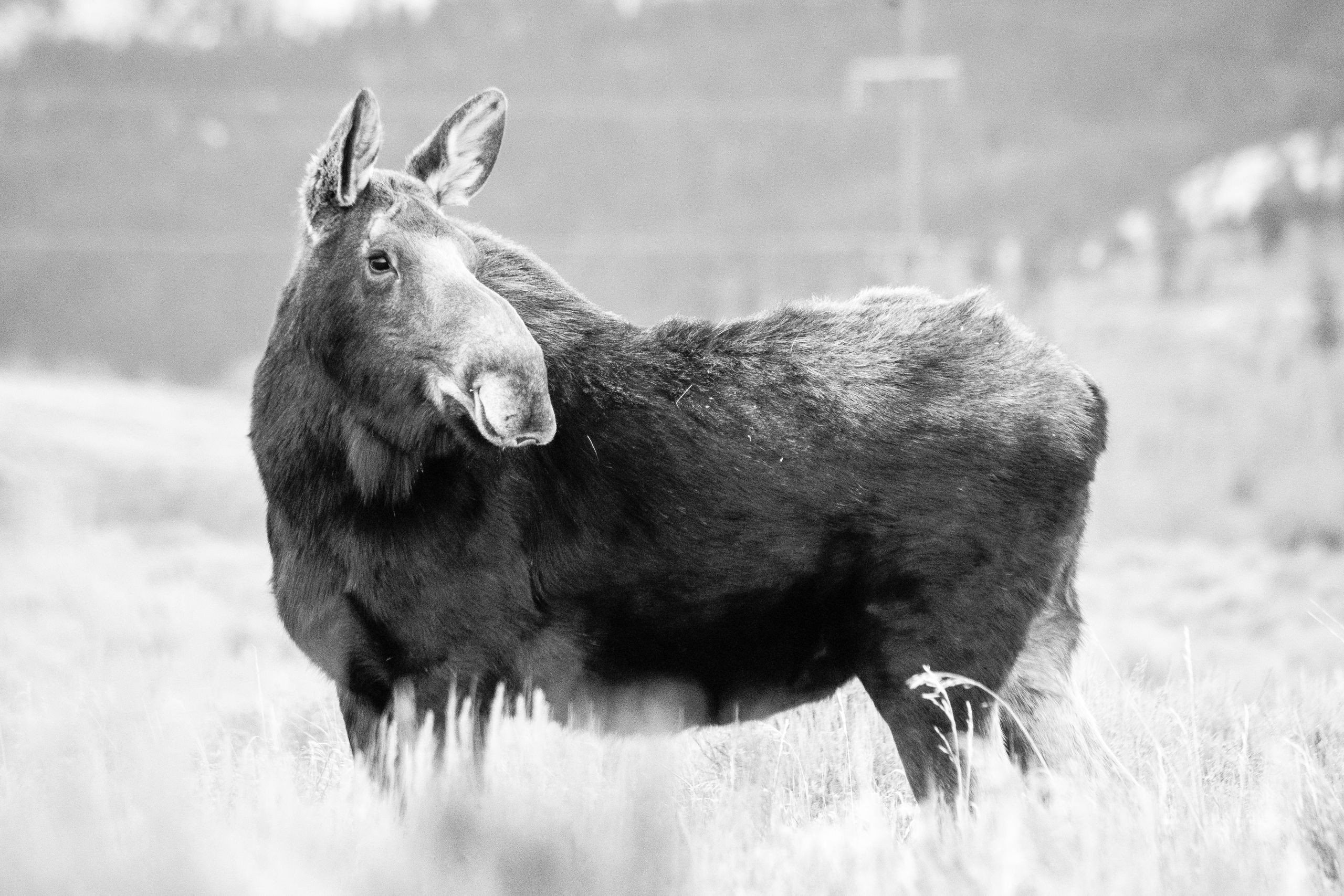 A cow moose standing in the brush at Antelope Flats. Her head is turned towards her left.