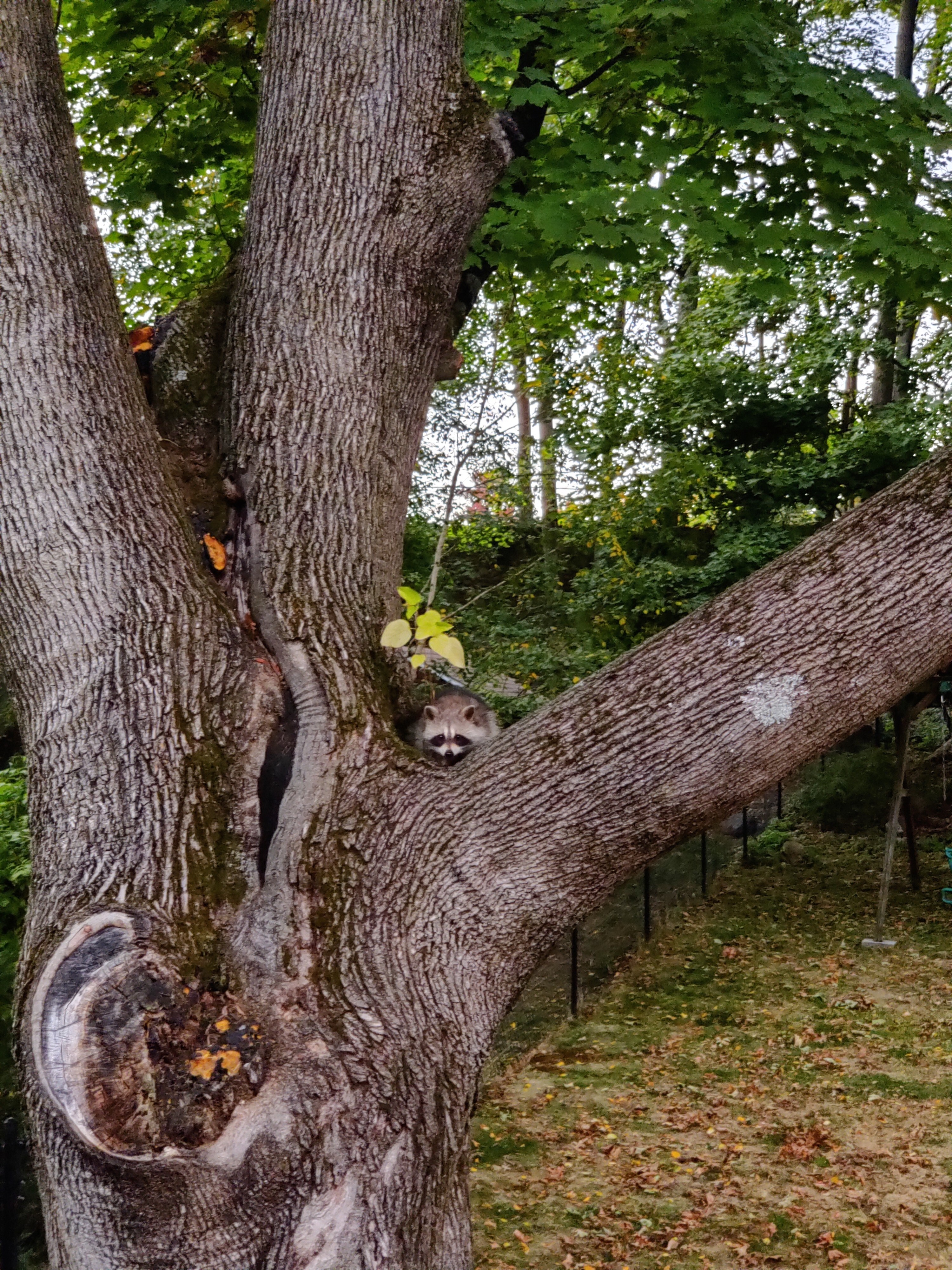 A small raccoon peeking from between two large tree limbs. Lots of greenery in the background.