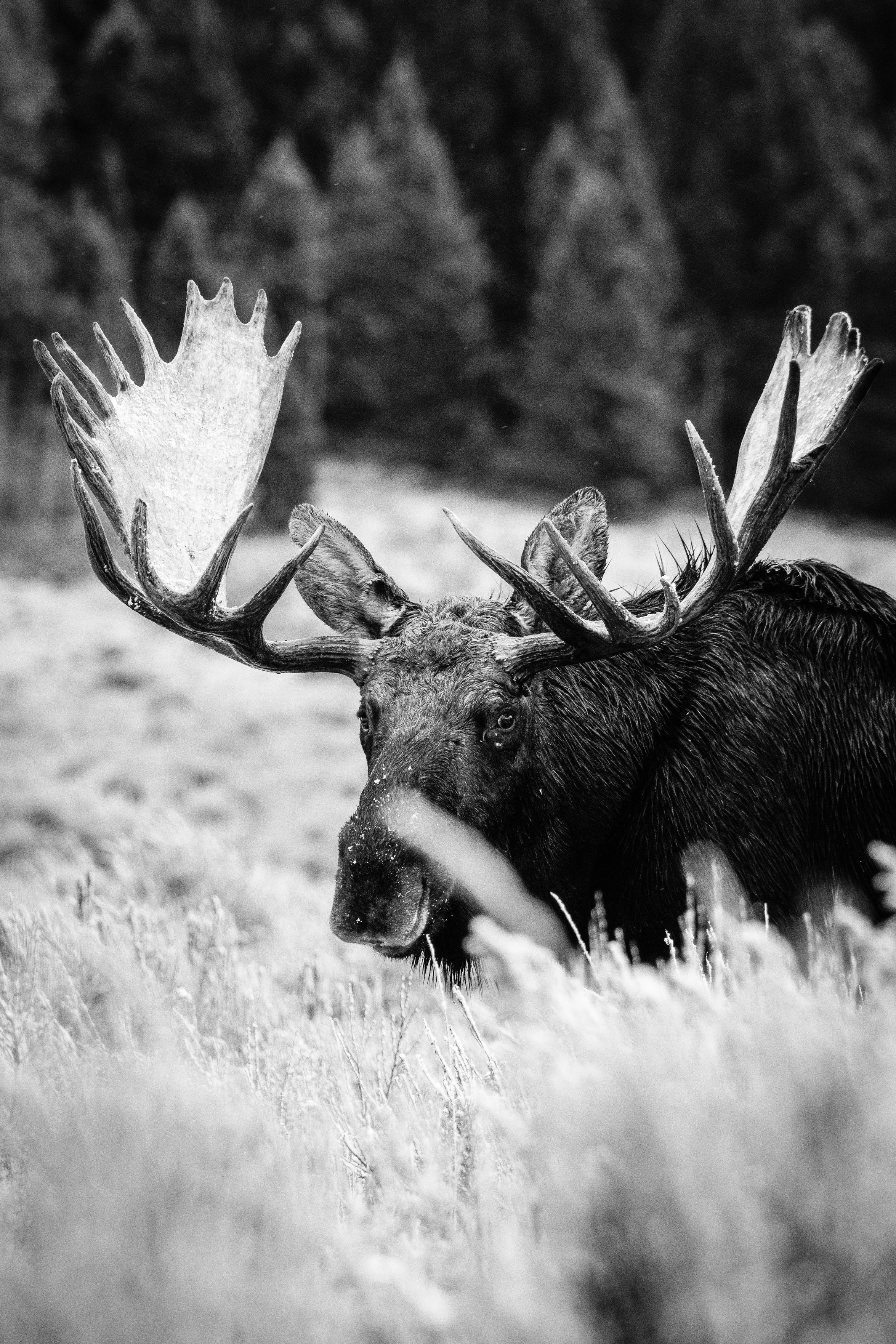 A bull moose with large antlers and wet fur, standing in sagebrush, looking towards the camera.