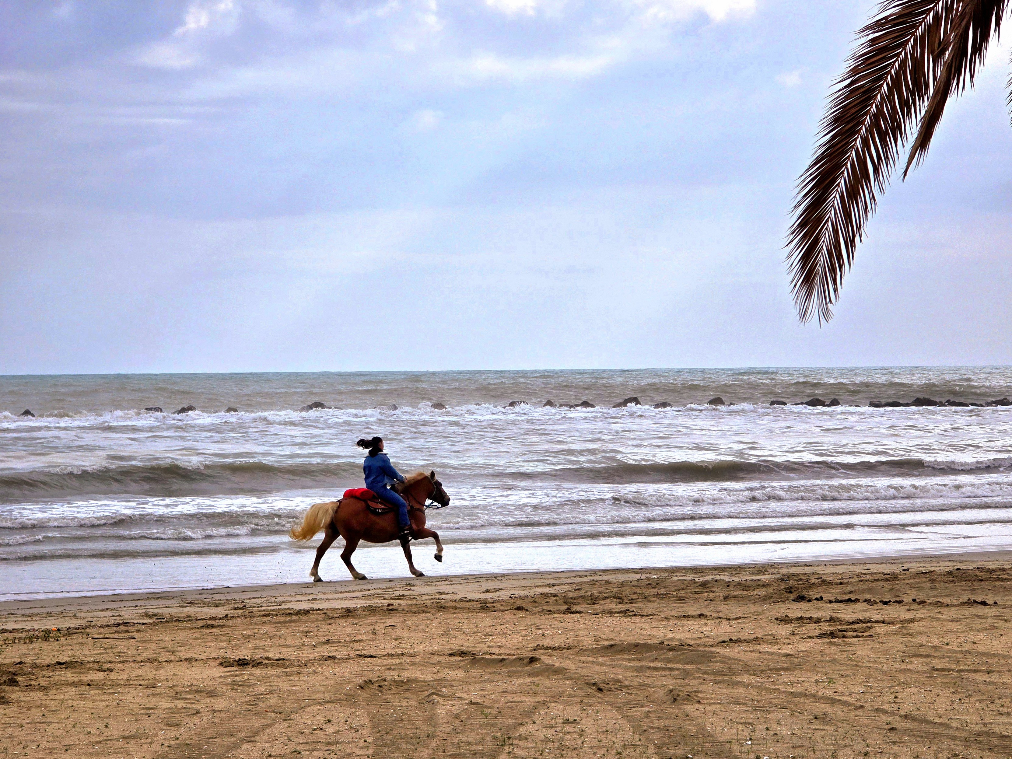 A person riding a horse along a sandy beach, with gentle waves in the background under a cloudy sky. A palm leaf partially frames the scene from the right, creating a peaceful and serene moment by the sea.