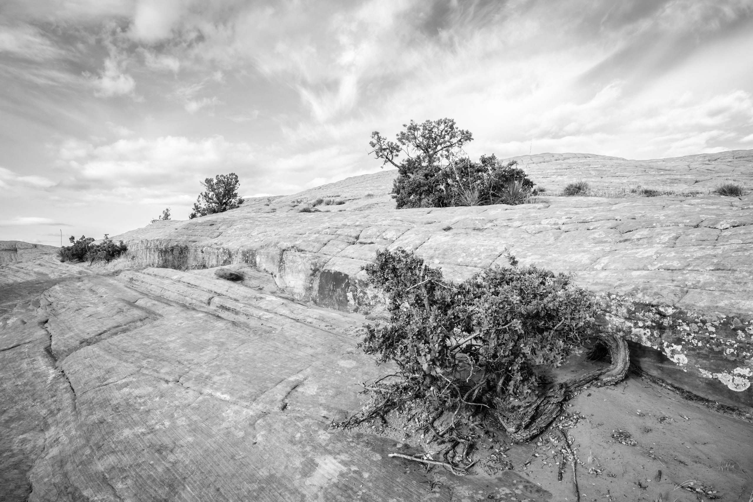 The Petrified Dunes of Snow Canyon, under cloudy skies. In the foreground, a Shrub Live Oak or Turbinella Oak.