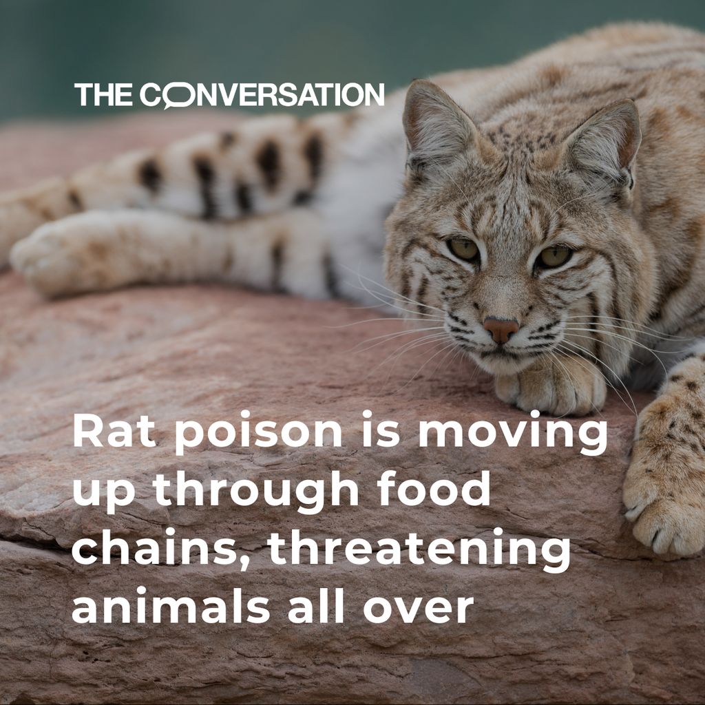 The image features a bobcat lying on a rock, with a focused and intense gaze directed toward the viewer. The graphic reads "Rat poison is moving up through food chains, threatening animals all over".