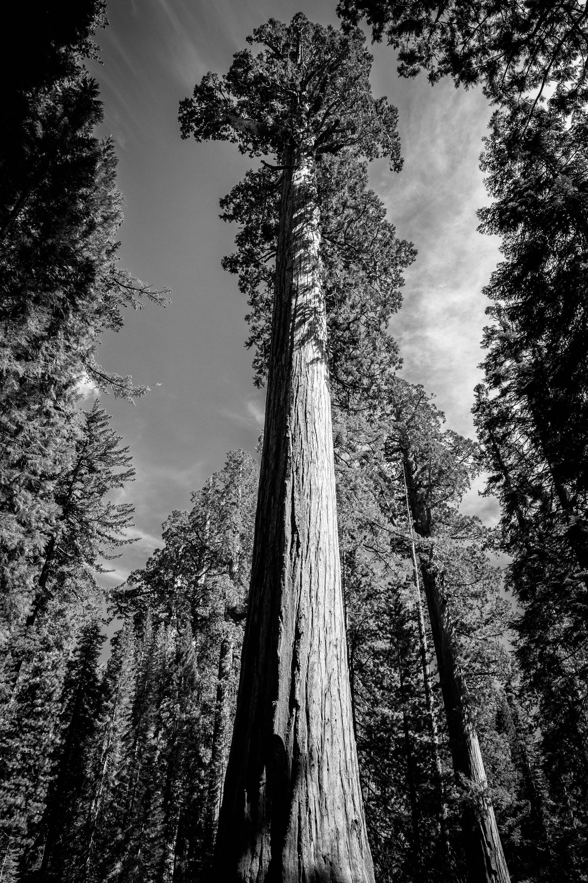 A giant sequoia tree at Mariposa Grove.